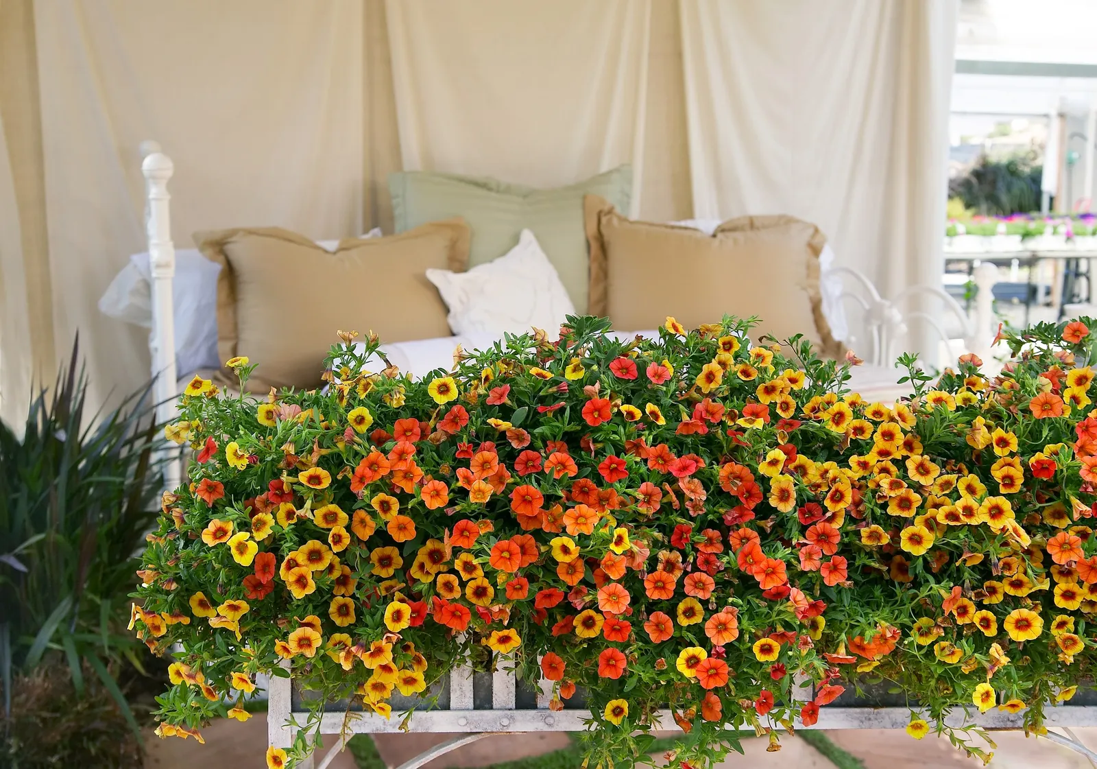Dreamsicle® II Calibrachoa — valued for its warm orange flowers and easy; regular feeding helps maintain lush green foliage and sustained bloom