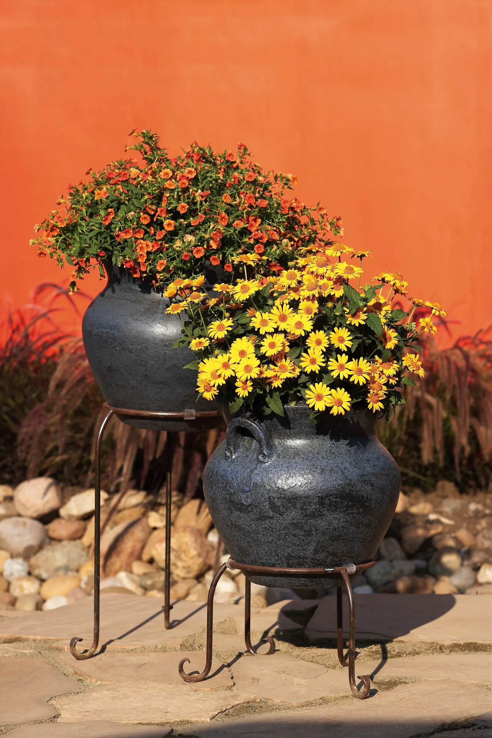 'Tuscan Sun' Perennial Sunflower (Heliopsis helianthoides) — A long known great garden plant with good manners and a long flowering season, also, image 32