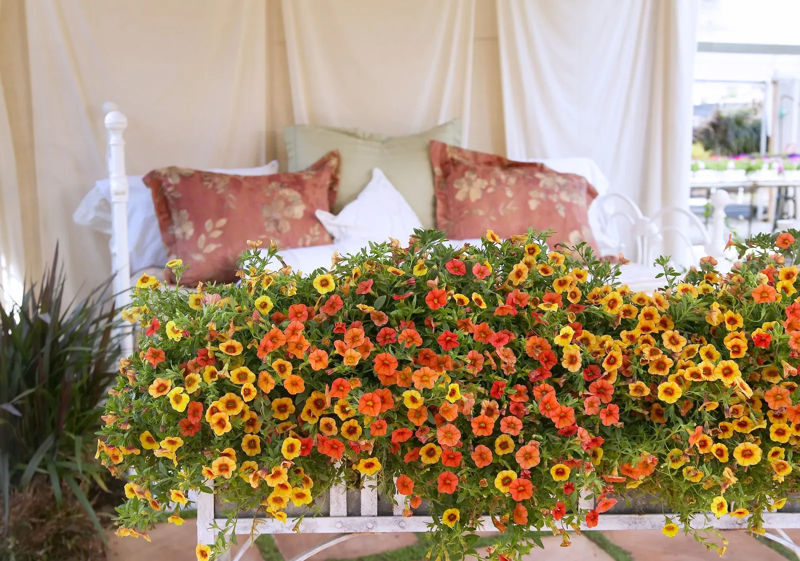 Dreamsicle® II Calibrachoa — though in most gardens it is grown as a high-performing seasonal annual, image 35
