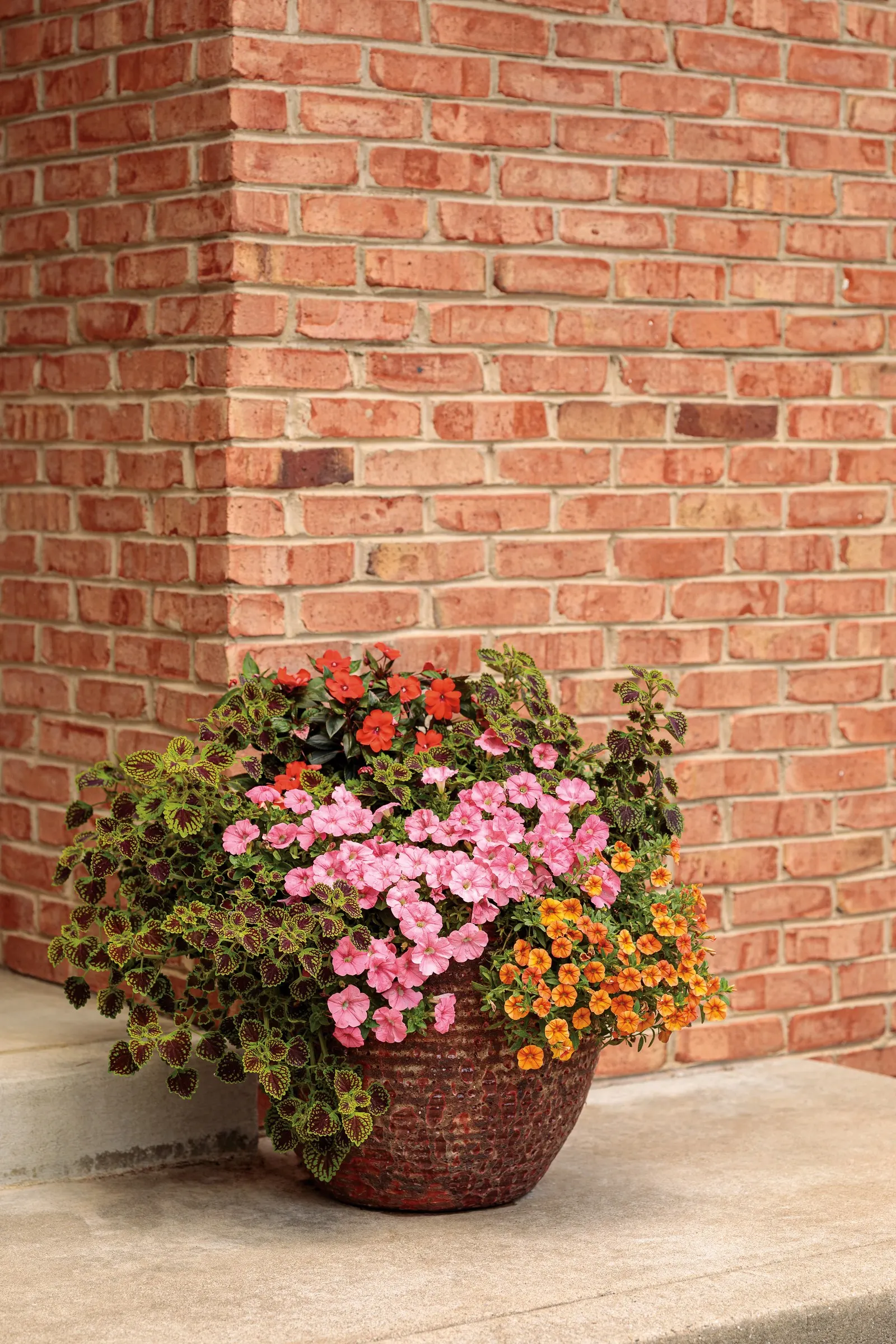 Dreamsicle® II Calibrachoa — with enough light to keep flowering strong and the plant dense; the Calibrachoa 'Dreamsicle® II'