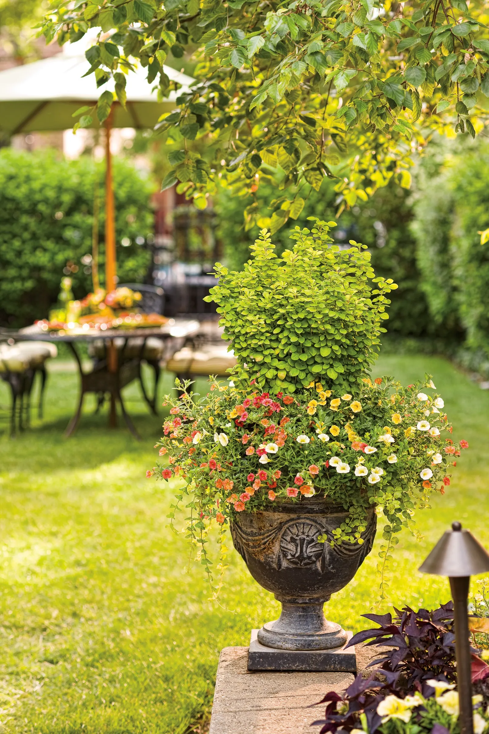 Sunjoy Gold Pillar® Barberry (Berberis thunbergii) — This is an easy way to add both vertical lines and bright color to your home landscape