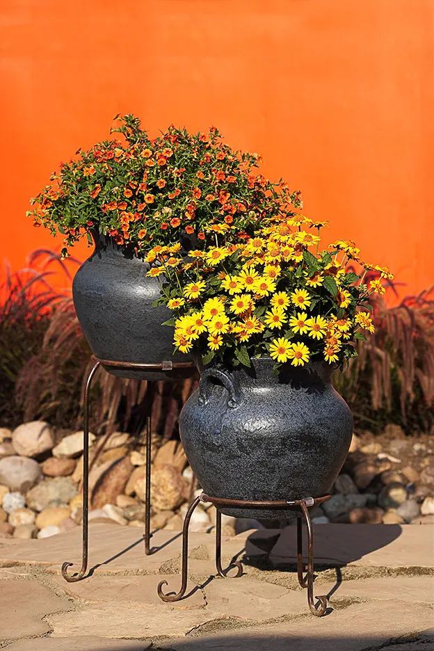 'Tuscan Sun' Perennial Sunflower (Heliopsis helianthoides) — more controllable in the landscape; while deadheading may encourage additional, image 25