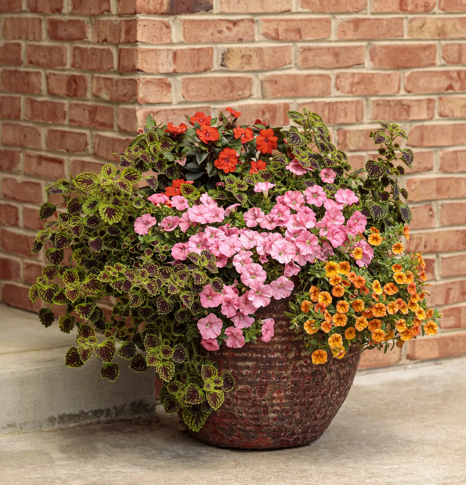 Bermuda Beach® III Petunia — Grow in part sun to full sun with well-drained, average to fertile soil and steady water