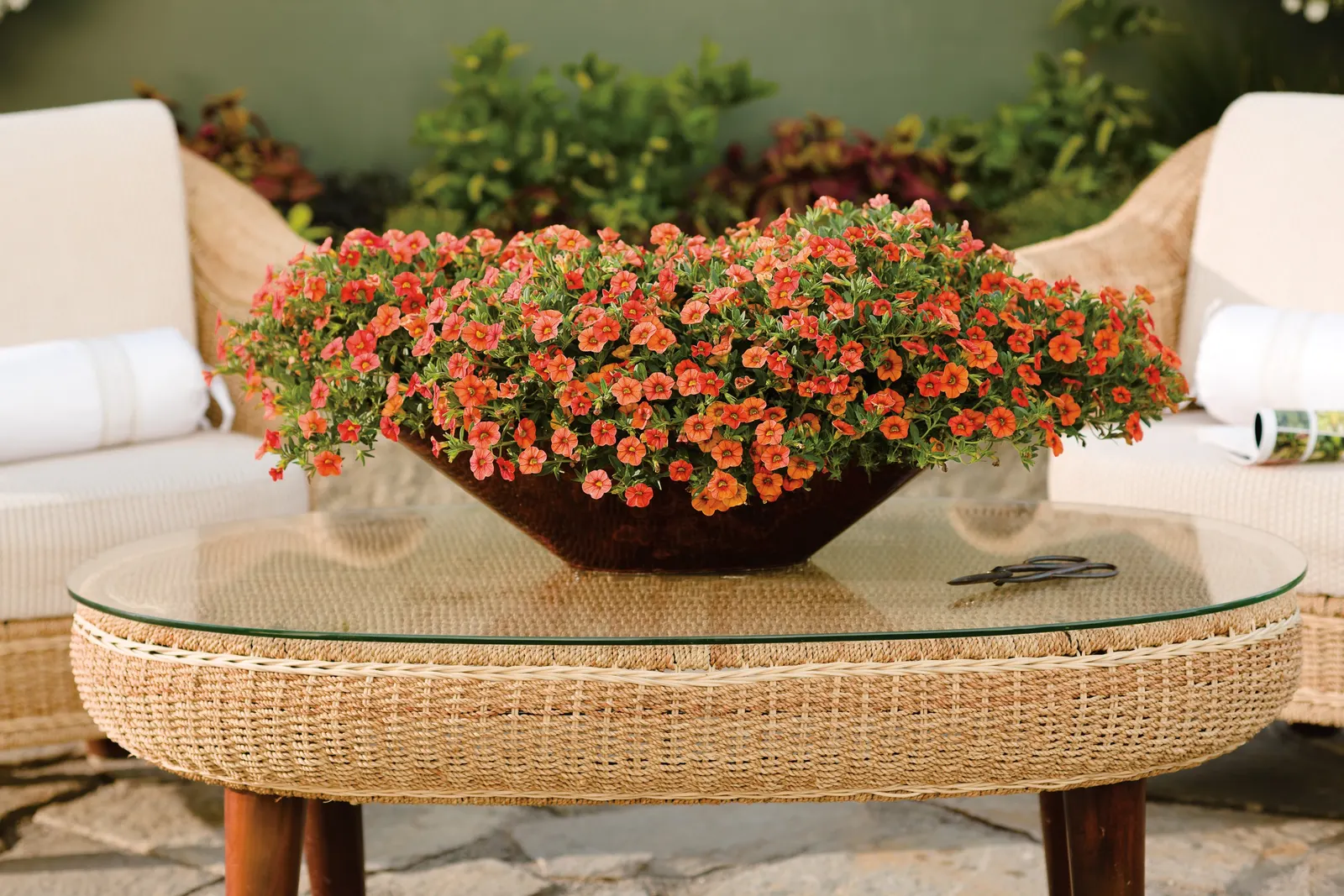 Dreamsicle® II Calibrachoa — It grows 6-12 inches tall and spreads 12-24 inches, making a lush spiller for pots and baskets; commonly referred to as, image 47