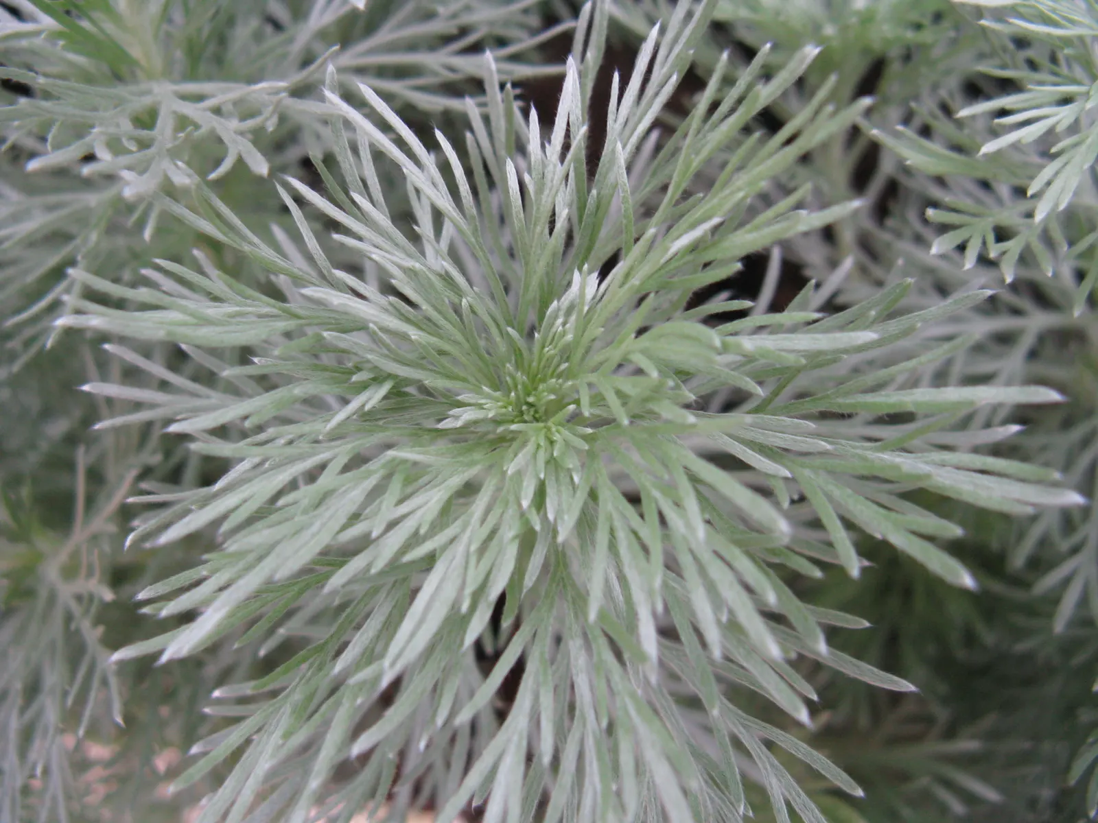 Angel's Hair (Artemisia Schmidtiana) — fine-textured silver foliage