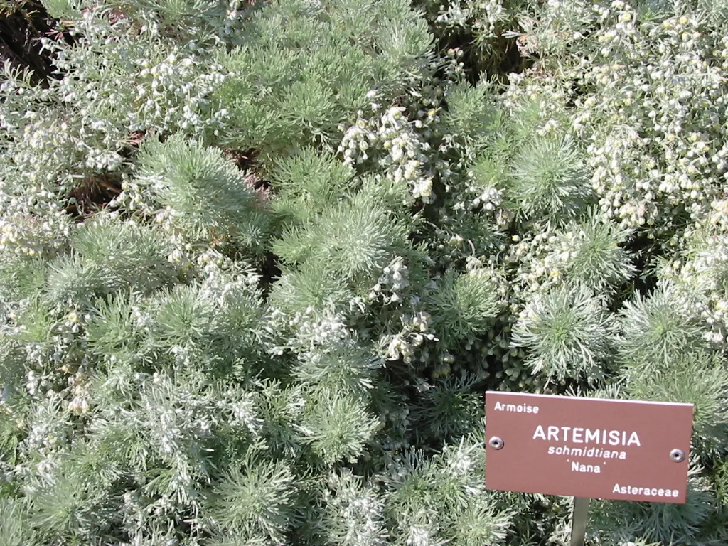 Angel's Hair (Artemisia Schmidtiana) — scientifically known as Artemisia schmidtiana