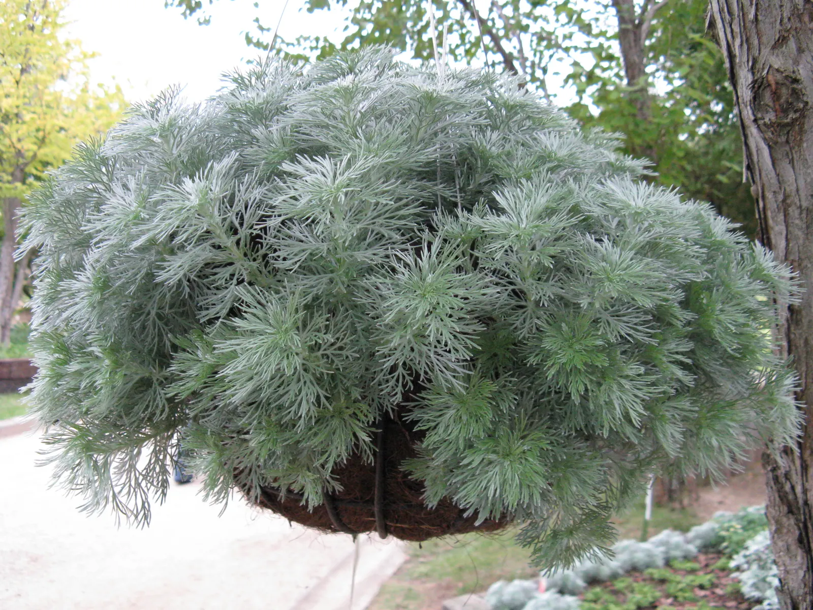 Angel's Hair (Artemisia Schmidtiana) — is a silver-foliaged perennial that is highly regarded for its fine-textured