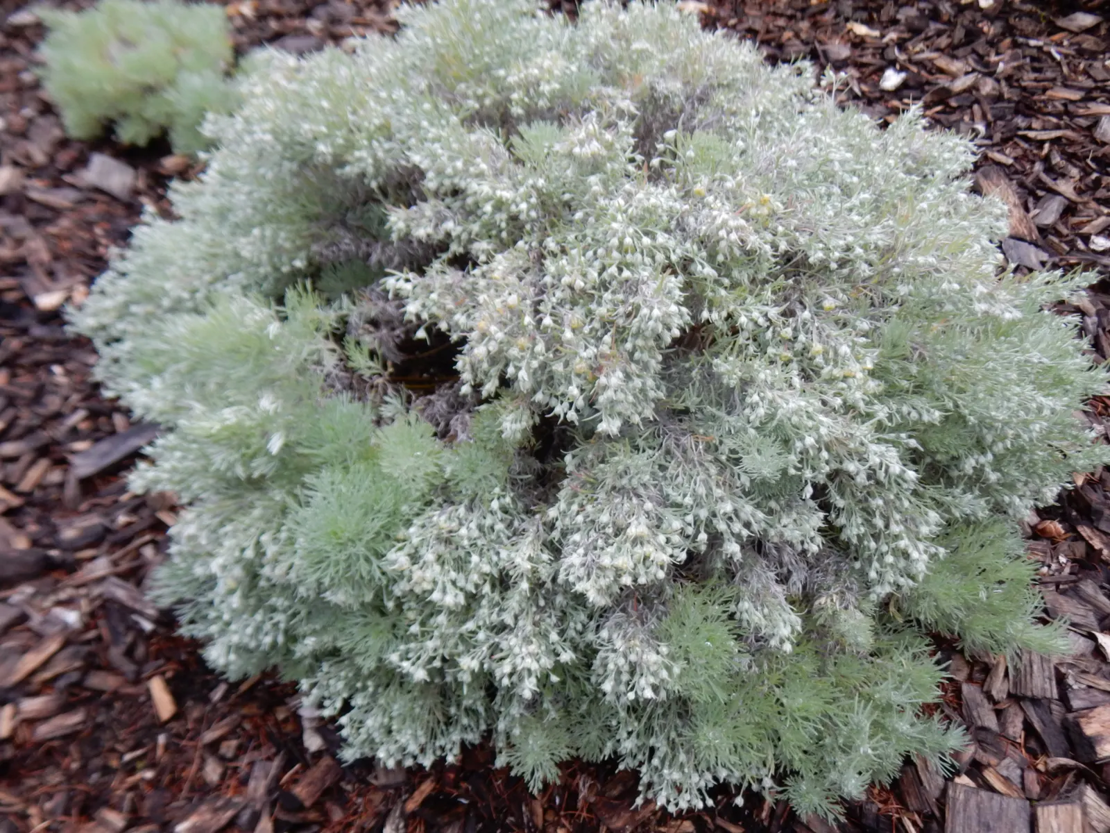 Angel's Hair (Artemisia Schmidtiana) — Ideal for borders, rock gardens, and as a silvery ground cover that elegantly complements bolder plants