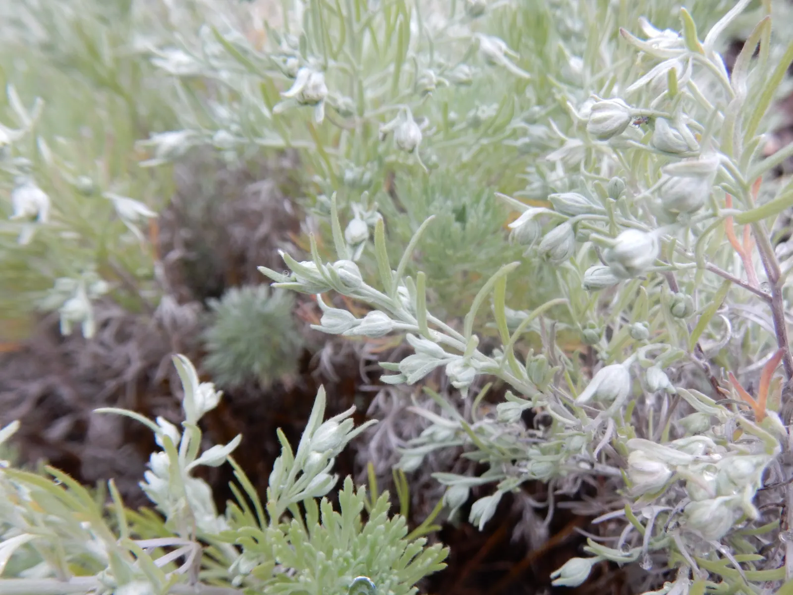 Angel's Hair (Artemisia Schmidtiana) — it offers a striking contrast in the garden