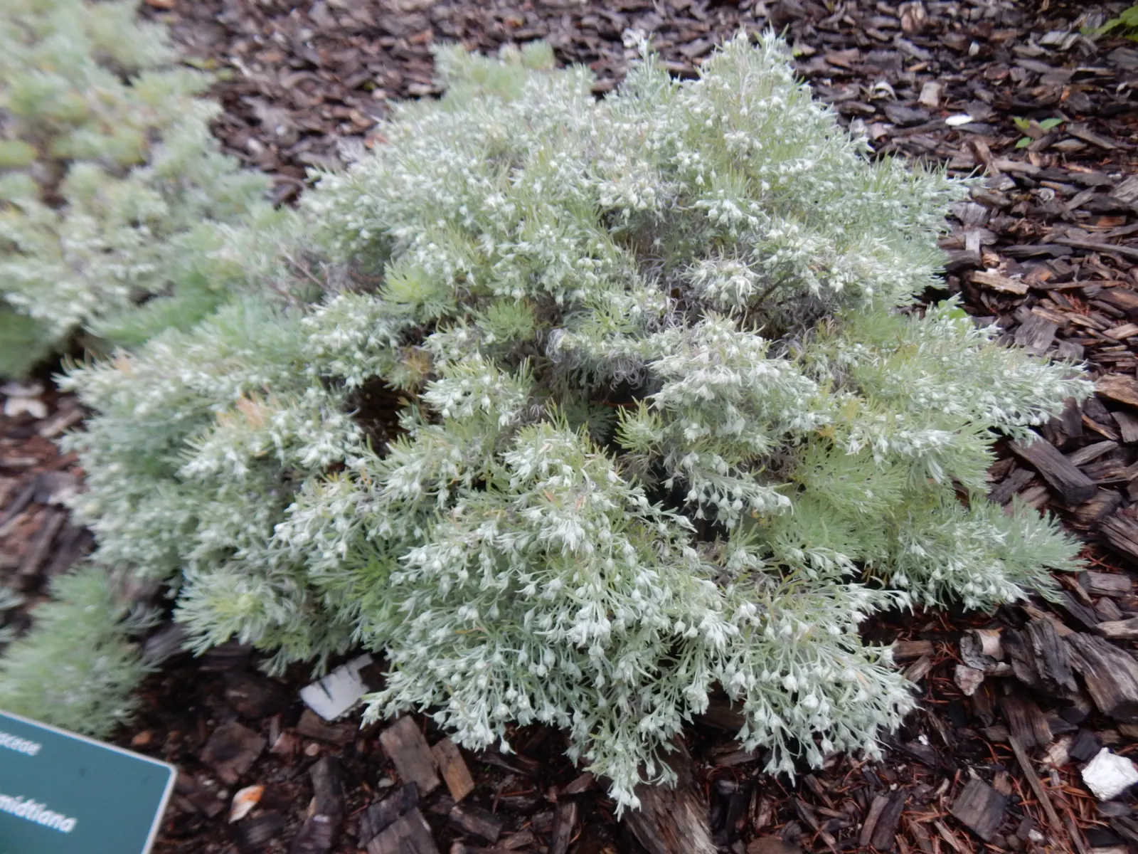 Angel's Hair (Artemisia Schmidtiana) — Hardy to Zone 4, it thrives in full sun and well-drained soil, requiring minimal care