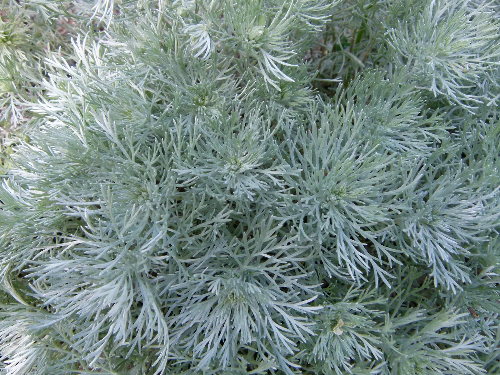 Angel's Hair (Artemisia Schmidtiana) — Forming a low mound about 8-12 inches tall and up to 18 inches wide