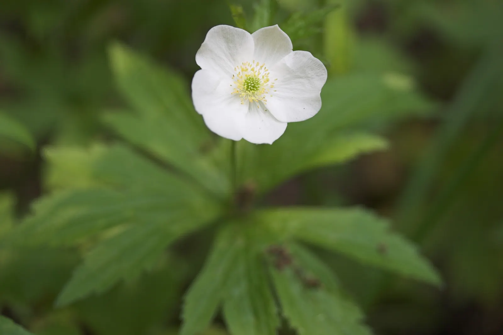 Wood Anemone (Anemone Nemorosa) — consider their ability to naturalize over time; forming impressive drifts, image 96