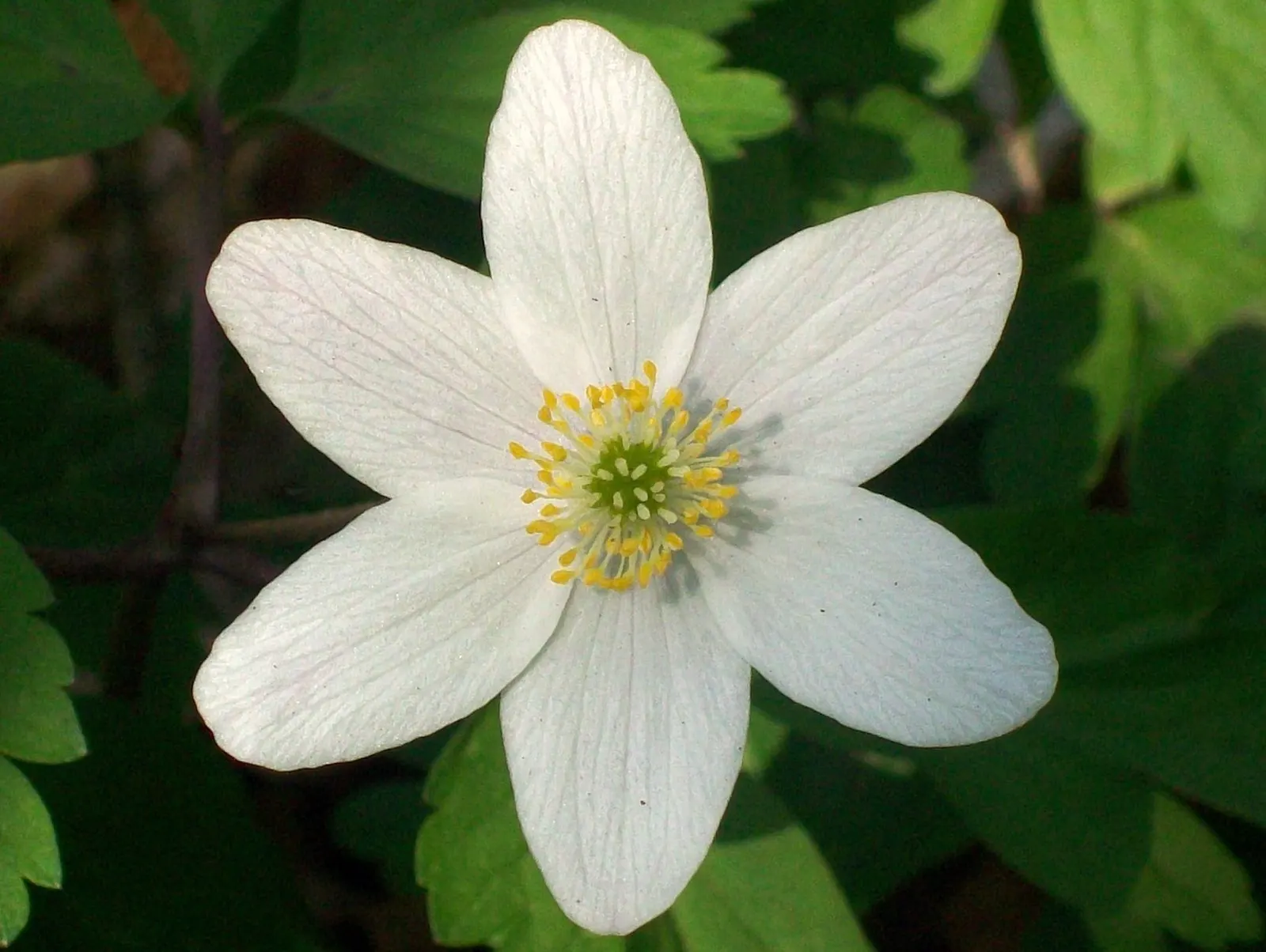 Wood Anemone (Anemone Nemorosa) — ground cover / perennial for full or half or shade; thus planning companion plantings that will sustain visual, image 156
