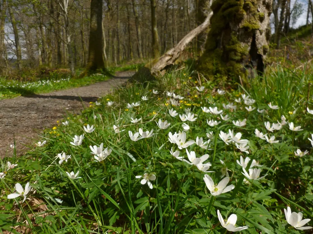Wood Anemone (Anemone Nemorosa) — forming impressive drifts; ground cover / perennial for full or half or shade, image 71