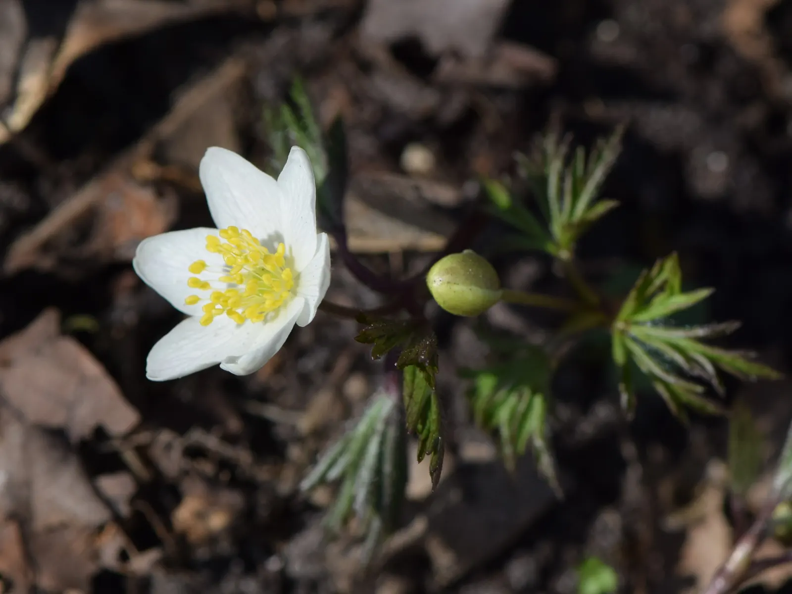 Wood Anemone (Anemone Nemorosa) — often with a hint of blue or pink on the reverse; in early spring, its delicate white flowers, which may have a, image 142