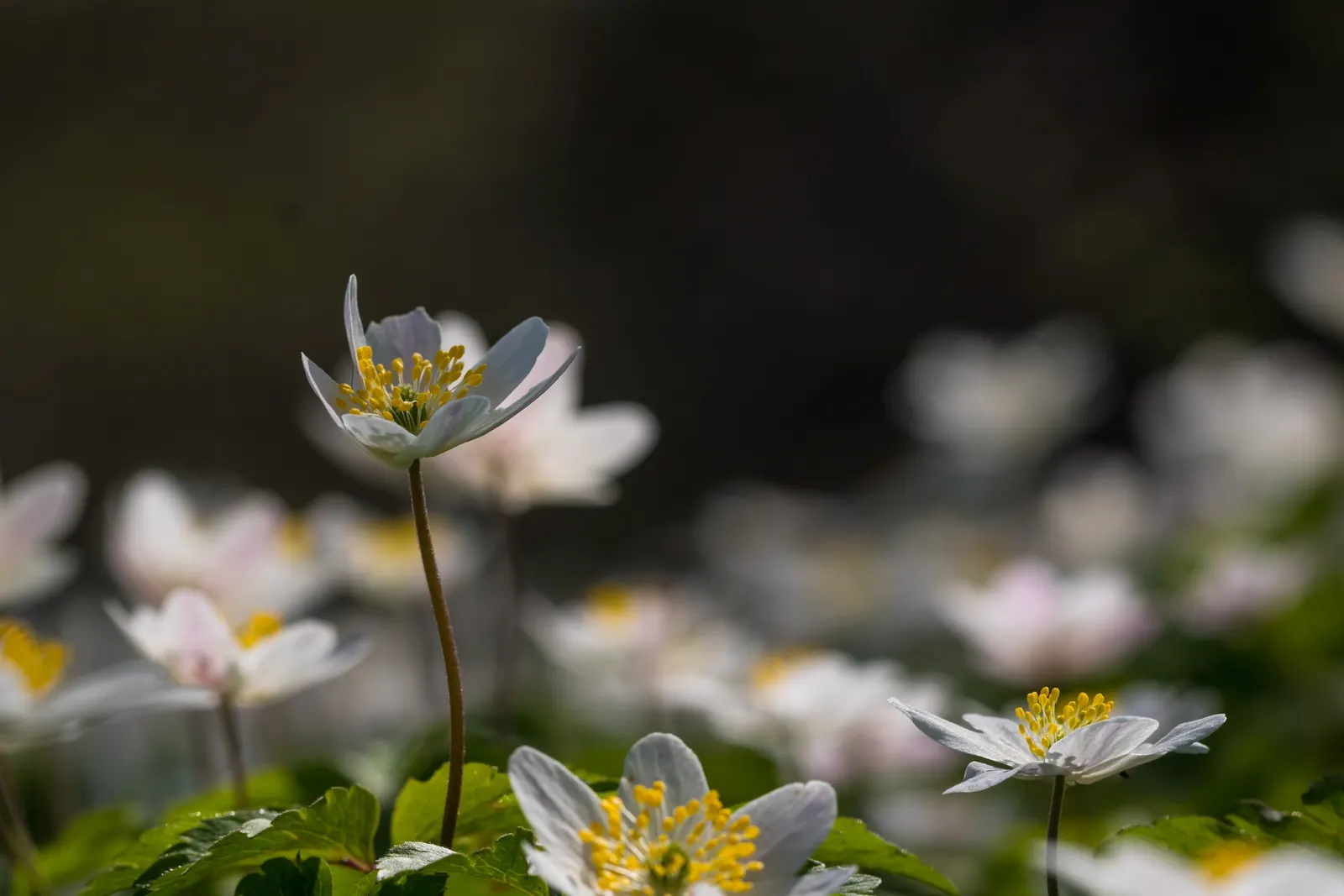 Wood Anemone (Anemone Nemorosa) — blue and pink and white flowers in the garden; the plant exhibits deeply lobed leaves that create a lush, green carpet