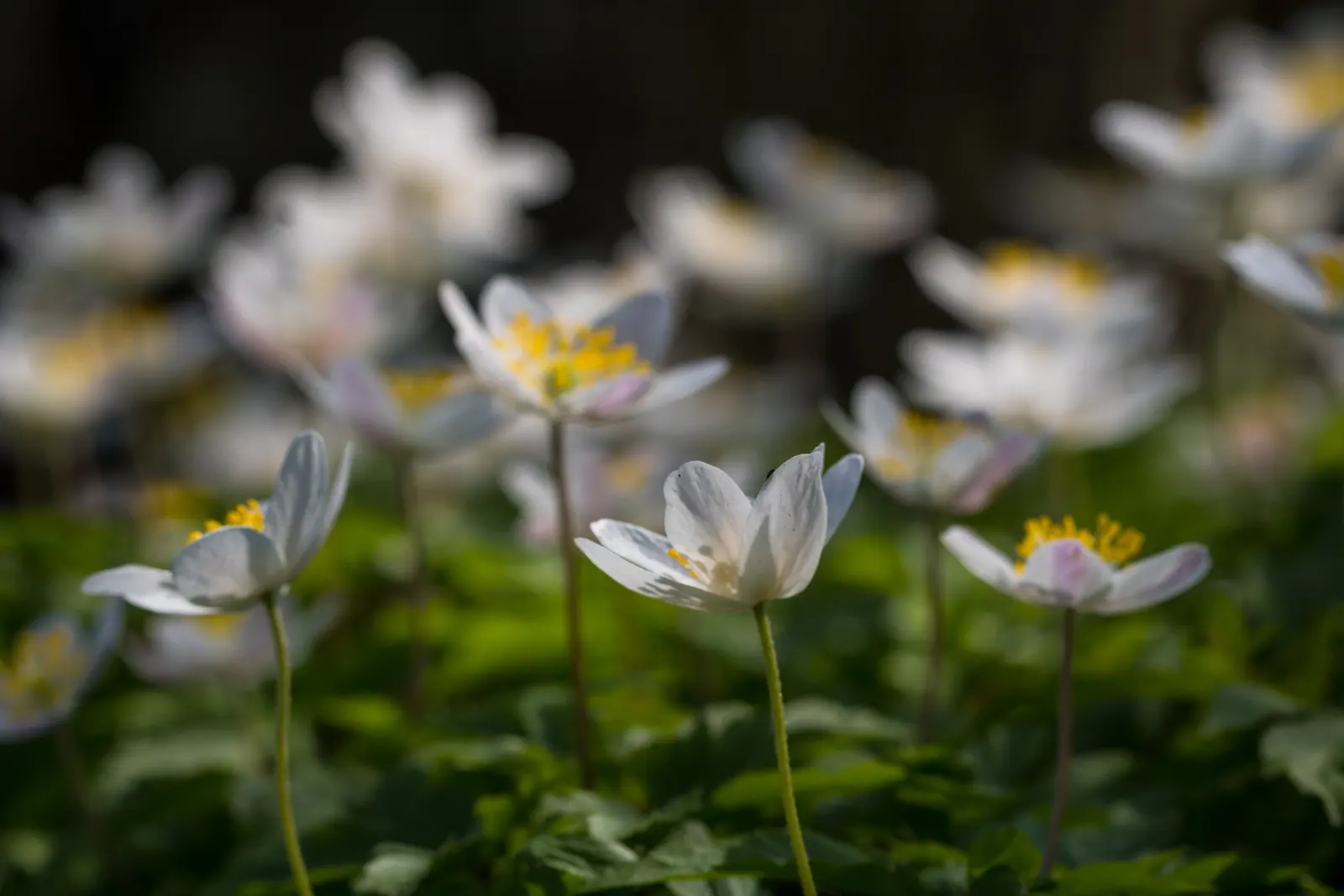 Wood Anemone (Anemone Nemorosa) — Part of the Ranunculaceae family