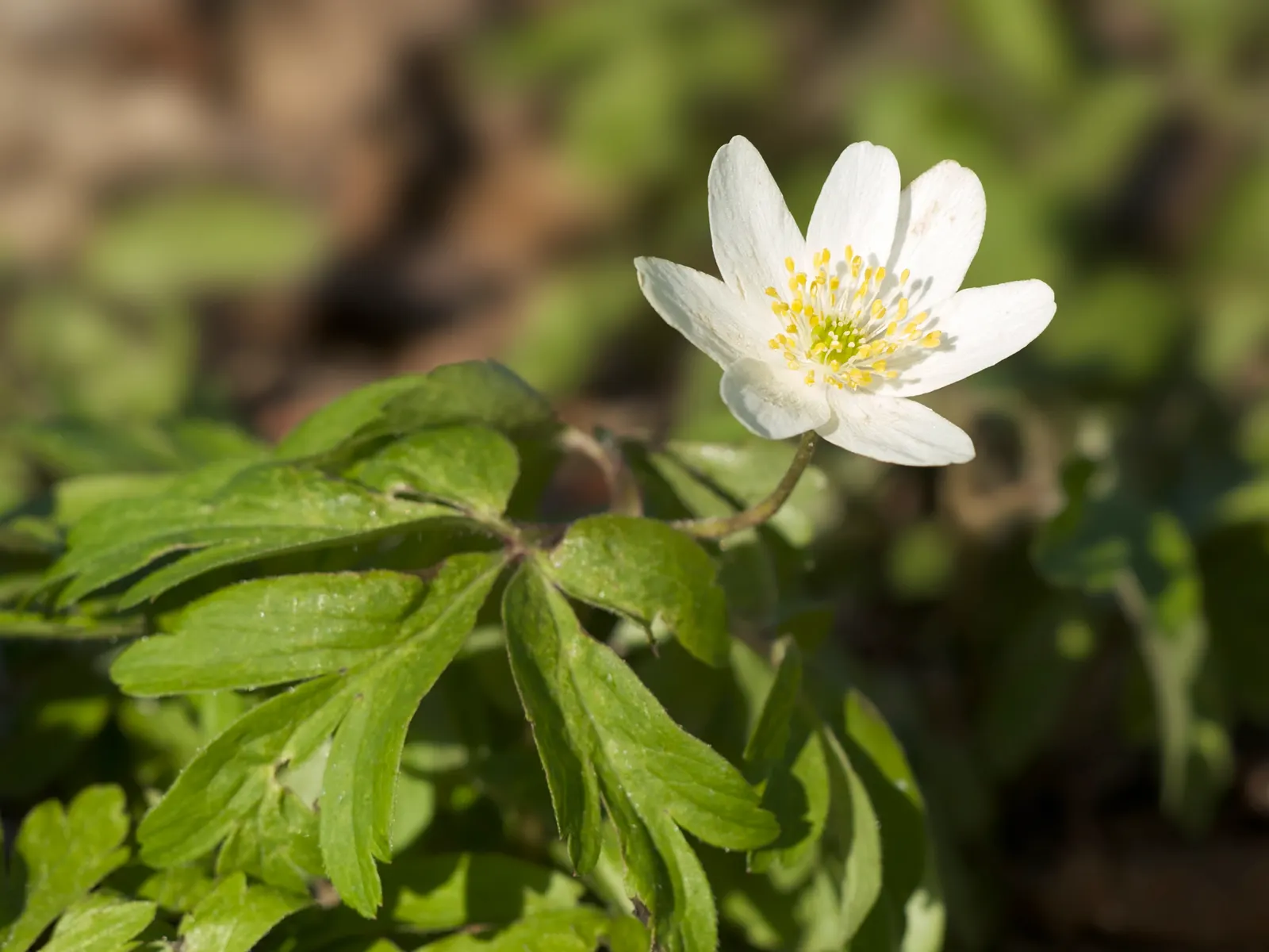 Wood Anemone (Anemone Nemorosa) — blue and pink and white flowers in the garden; the plant exhibits deeply lobed leaves that create a lush, green, image 76
