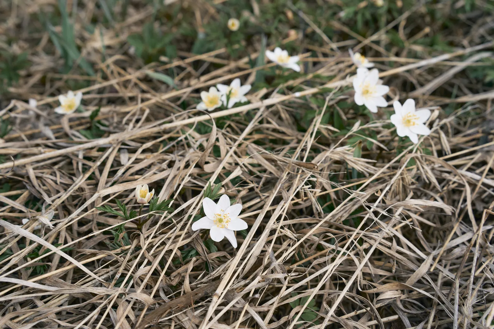 Wood Anemone (Anemone Nemorosa) — Part of the Ranunculaceae family; the Wood Anemone, or Anemone nemorosa, thrives in deciduous woodland settings, image 60
