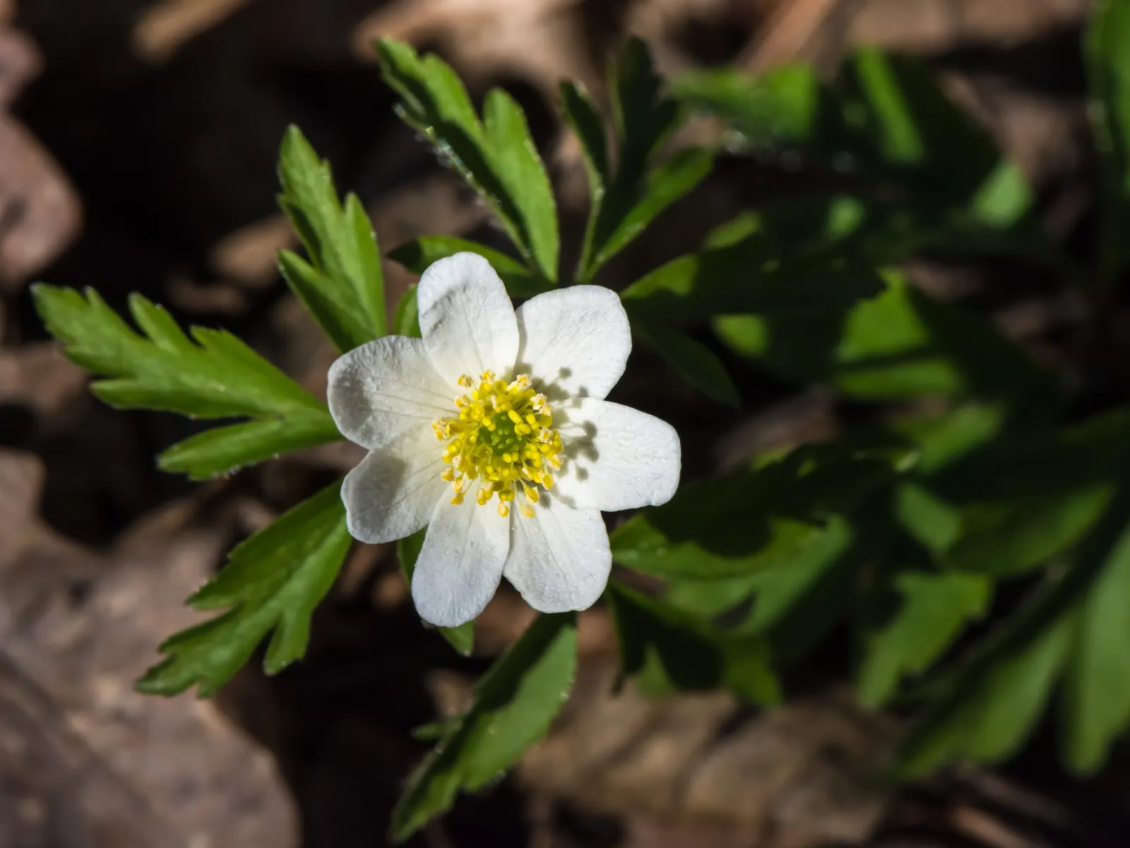 Wood Anemone (Anemone Nemorosa) — They partner beautifully with other shade-loving perennials such as ferns and hostas; is a captivating perennial, image 176