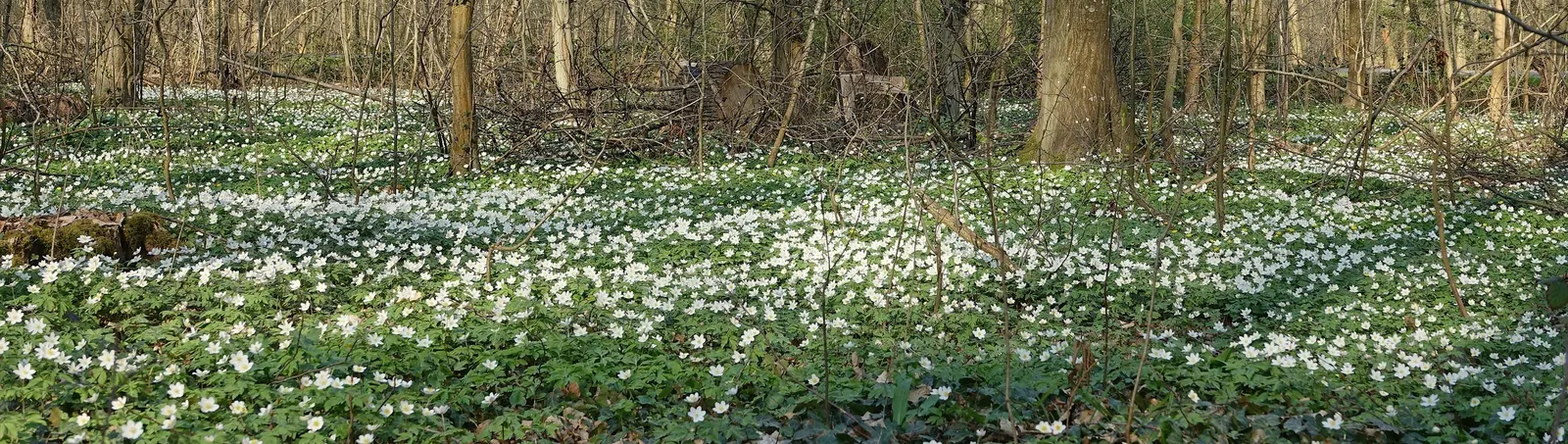 Wood Anemone (Anemone Nemorosa) — Anemone nemorosa requires well-draining; adequate moisture is essential during growth periods