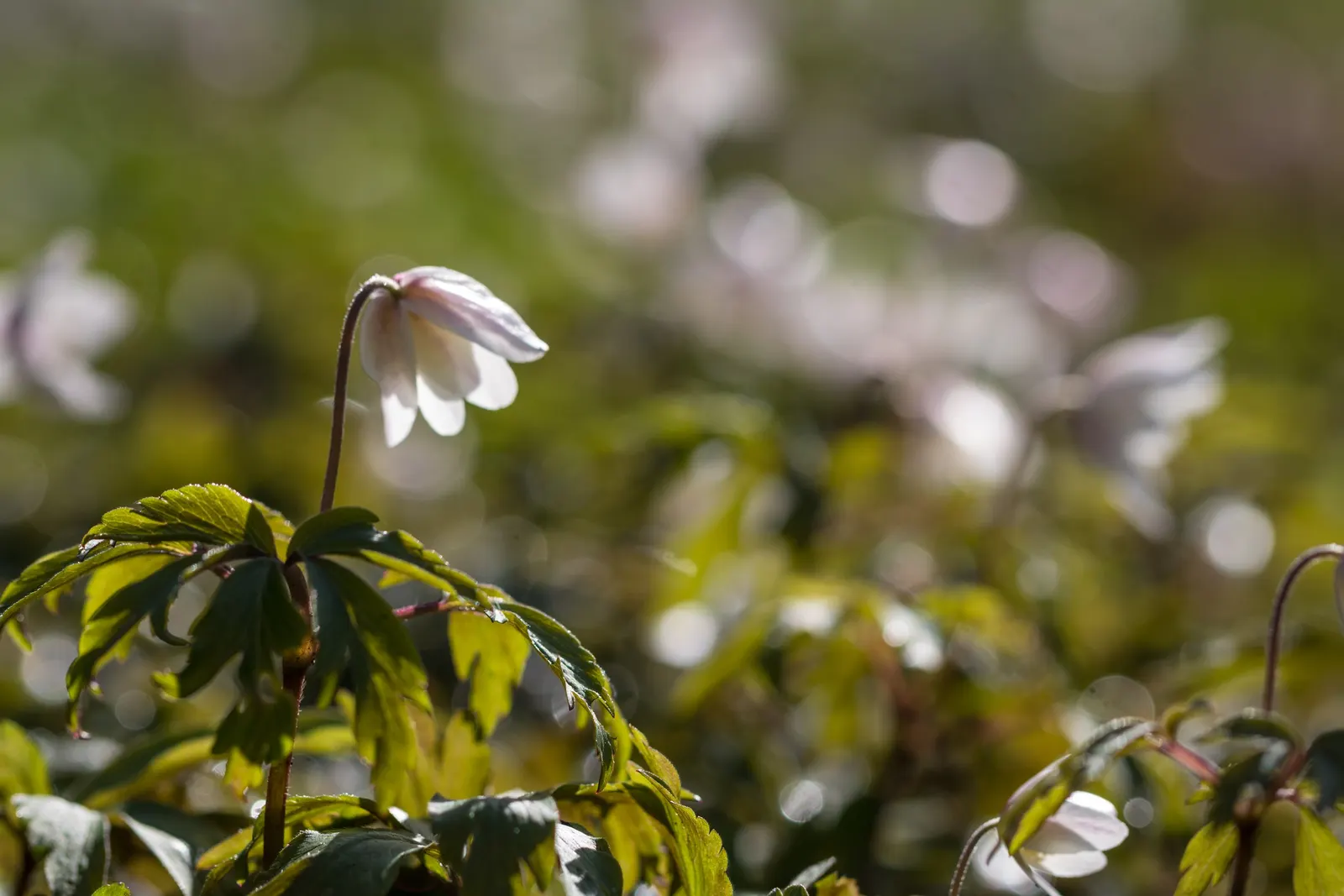 Wood Anemone (Anemone Nemorosa) — thus planning companion plantings that will sustain visual interest through the summer and fall is prudent; this, image 179