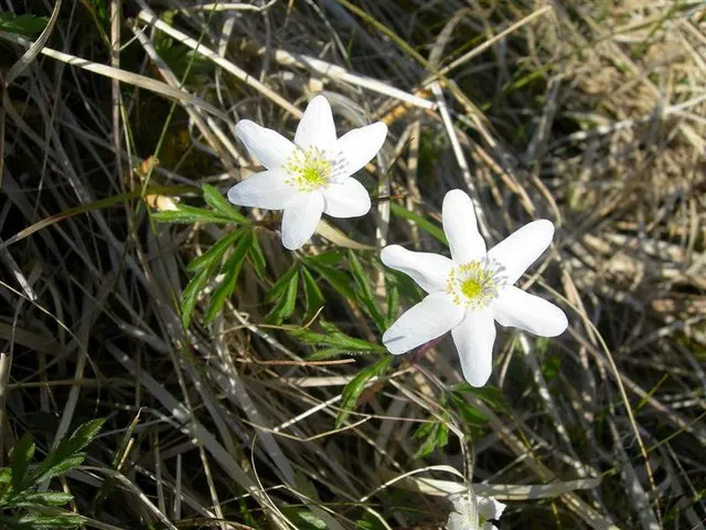 Wood Anemone (Anemone Nemorosa) — the plant will go dormant