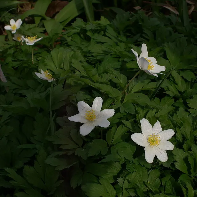 Wood Anemone (Anemone Nemorosa) — making it ideal for naturalizing in shaded garden spots or underplanting beneath trees