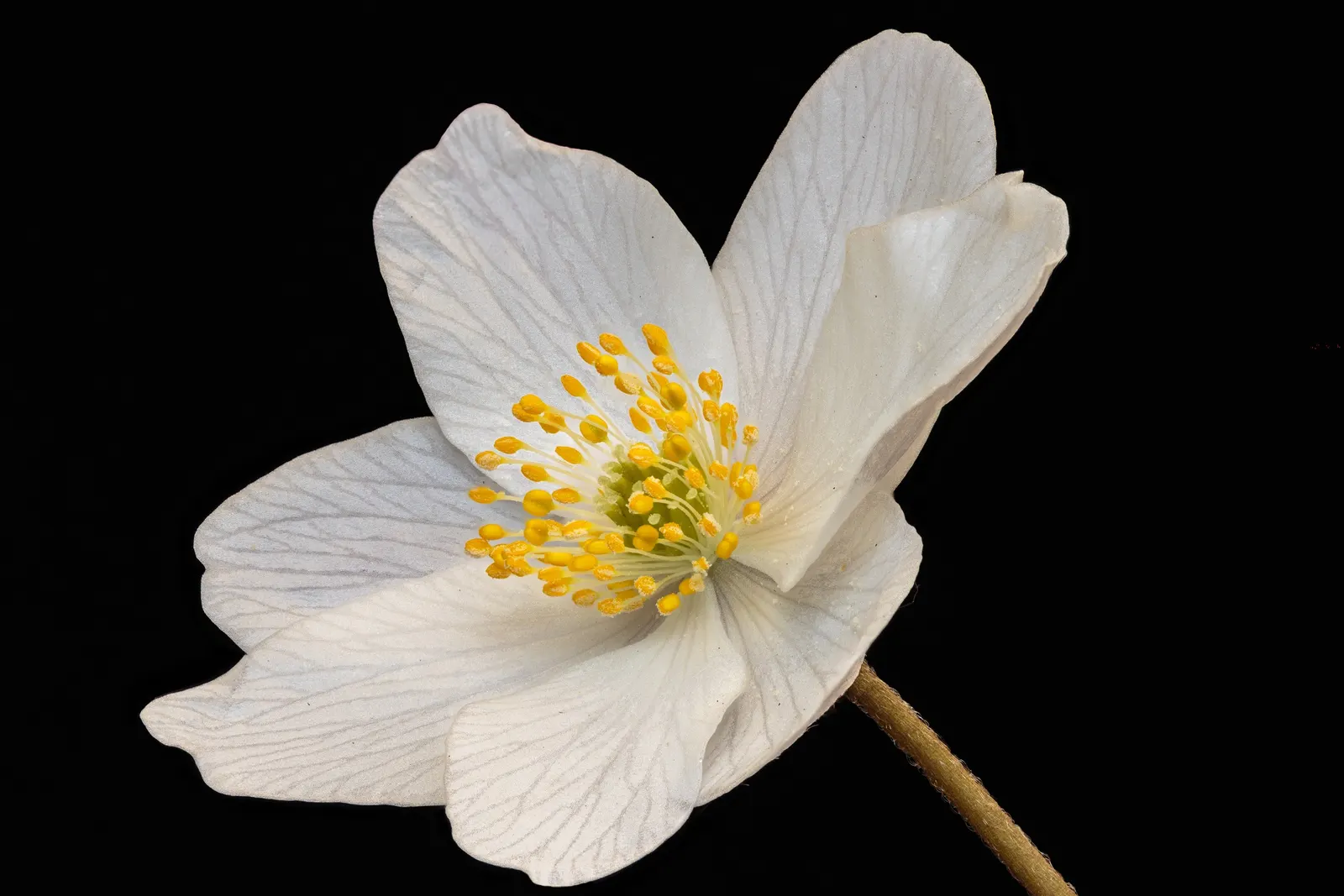 Wood Anemone (Anemone Nemorosa) — The plant exhibits deeply lobed leaves that create a lush, green carpet; part of the Ranunculaceae family, image 165