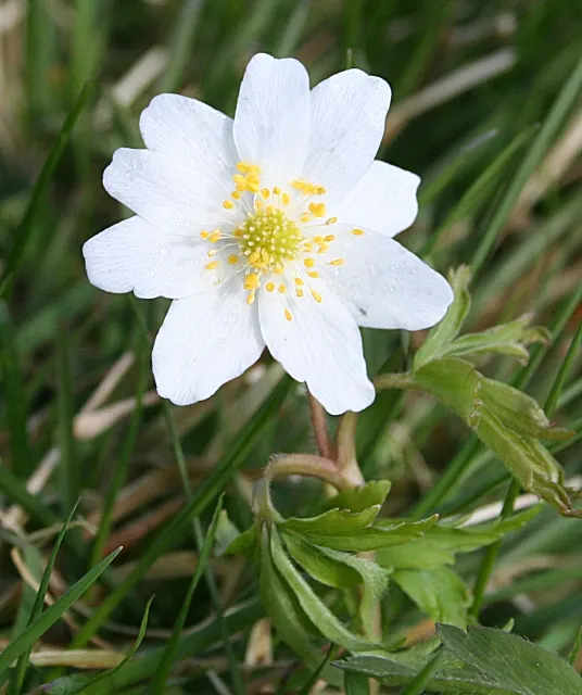 Wood Anemone (Anemone Nemorosa) — The Wood Anemone, or Anemone nemorosa, thrives in deciduous woodland settings; humus-rich soil and part to full, image 53