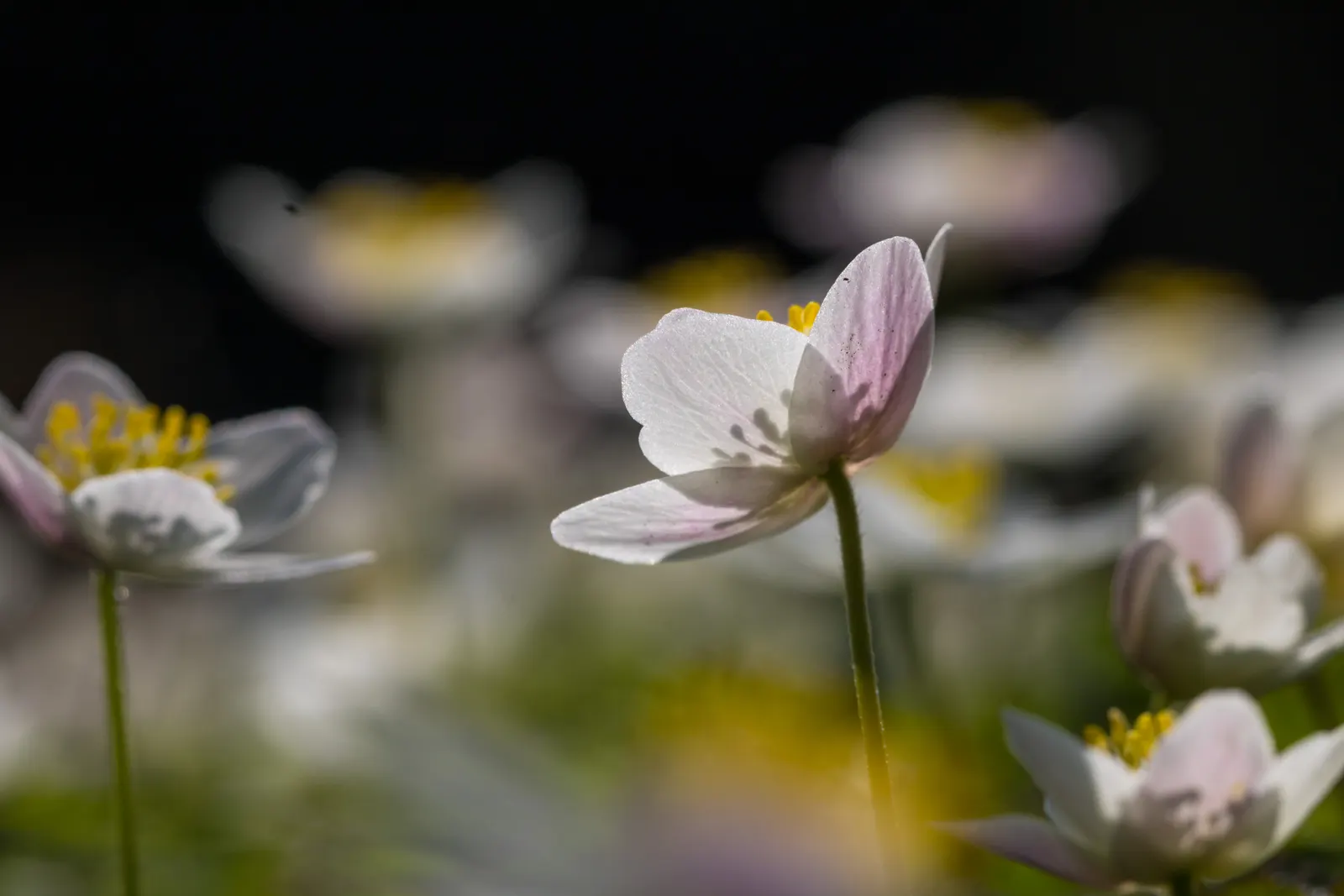 Wood Anemone (Anemone Nemorosa) — ground cover / perennial with blue and pink and white blooms; the ideal pH range for this plant is slightly, image 155