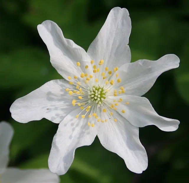 Wood Anemone (Anemone Nemorosa) — expect a flush of starry blooms; humus-rich soil that emulates the leaf-litter found in its natural forest floor, image 88