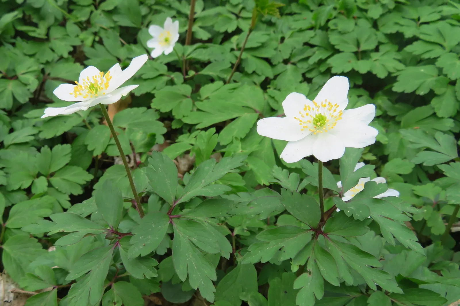 Wood Anemone (Anemone Nemorosa) — often with a hint of blue or pink on the reverse; in early spring, its delicate white flowers, which may have a, image 116