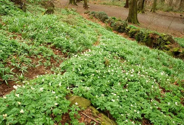Wood Anemone (Anemone Nemorosa) — The ideal pH range for this plant is slightly acidic to neutral; making it ideal for naturalizing in shaded, image 146