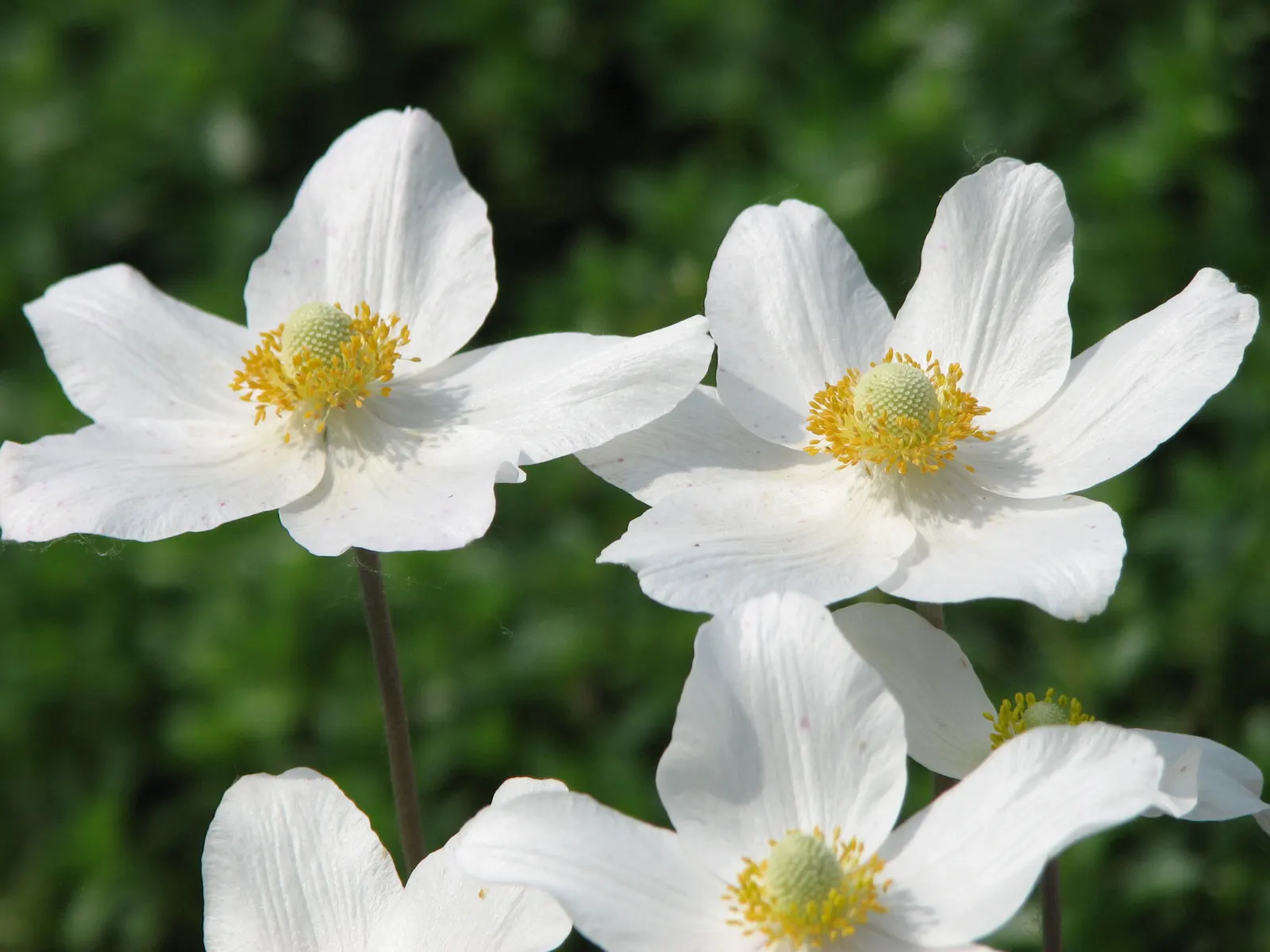 Wood Anemone (Anemone Nemorosa) — retreating underground until the following spring; the plant will go dormant
