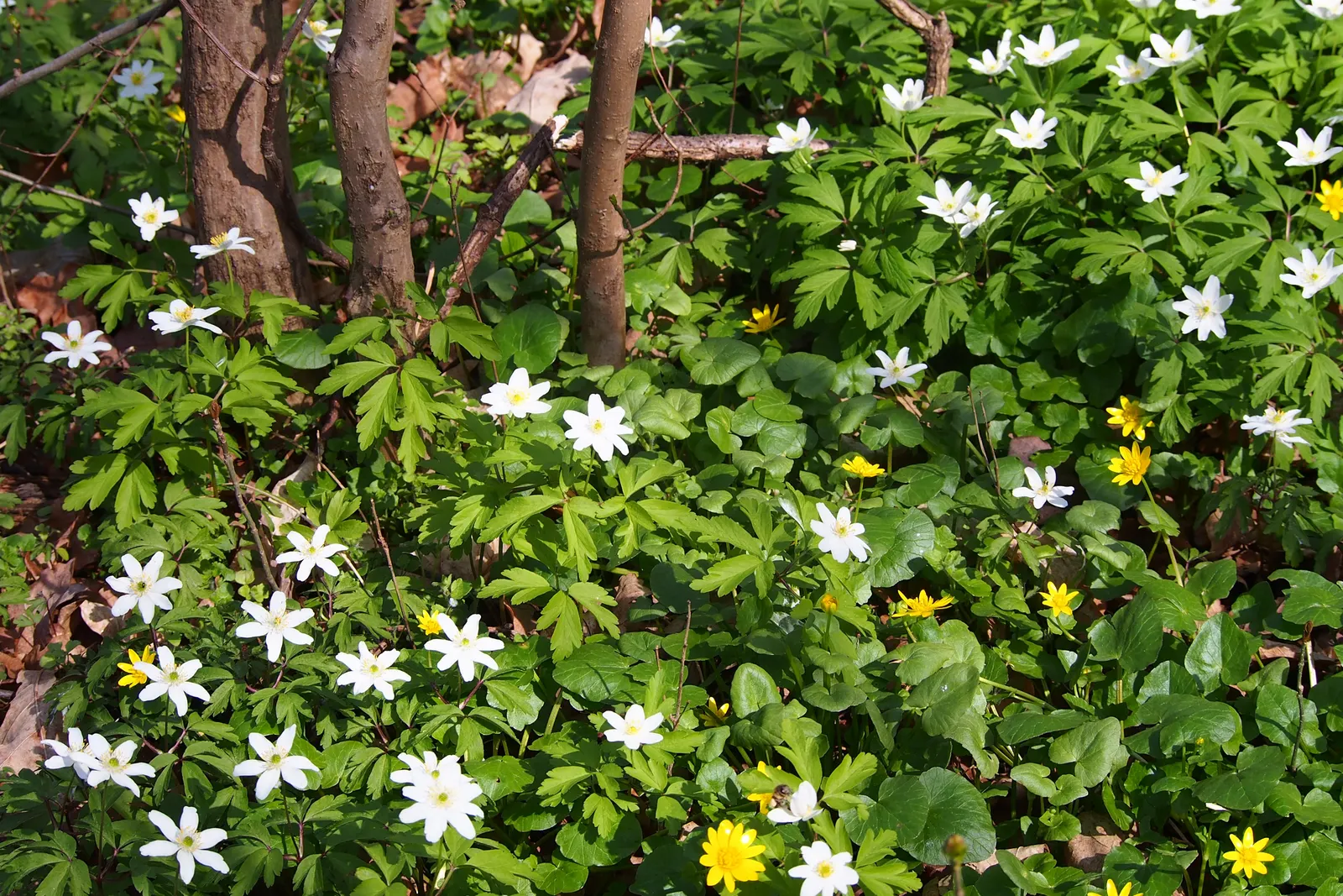 Wood Anemone (Anemone Nemorosa) — each presenting with six to seven white petals; retreating underground until the following spring, image 141
