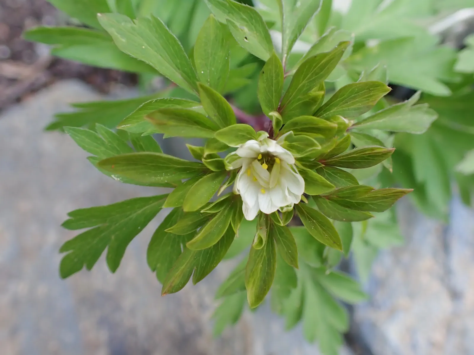 Wood Anemone (Anemone Nemorosa) — In early spring, its delicate white flowers, which may have a slight pink tint, typically span 1 inch across, image 81