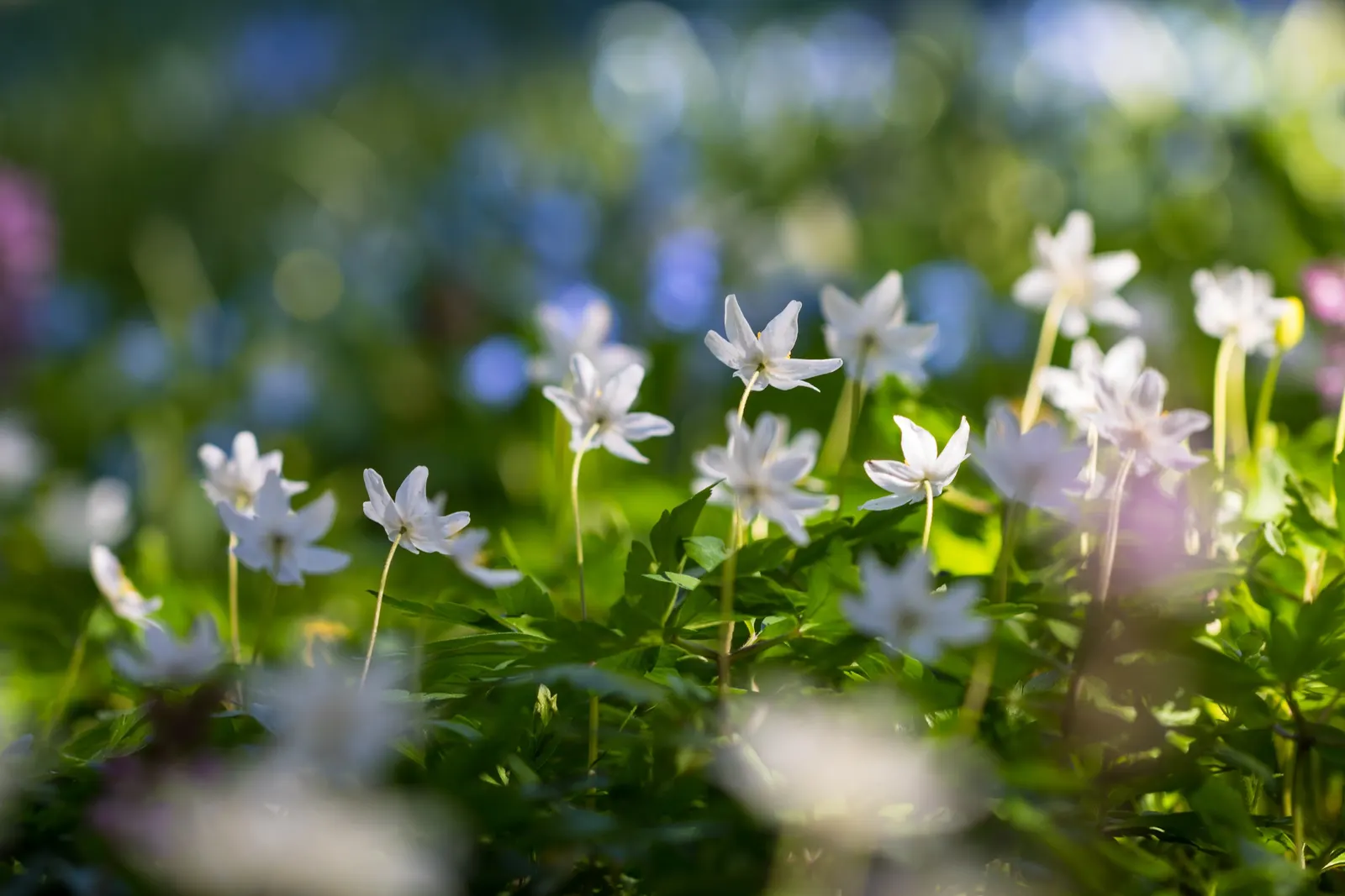 Wood Anemone (Anemone Nemorosa) — ground cover / perennial for full or half or shade; thus planning companion plantings that will sustain visual interest