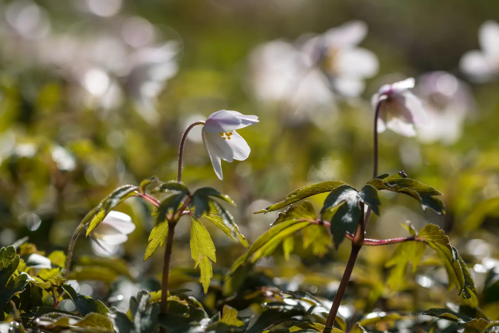 Wood Anemone (Anemone Nemorosa) — This perennial grows to about 4-8 inches in height, spreading via rhizomes to form a carpet of foliage; each, image 106