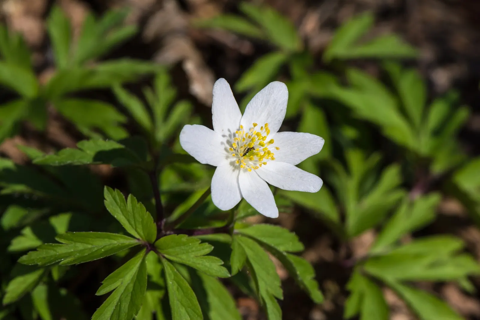 Wood Anemone (Anemone Nemorosa) — the plant will go dormant; anemone nemorosa requires well-draining, image 125