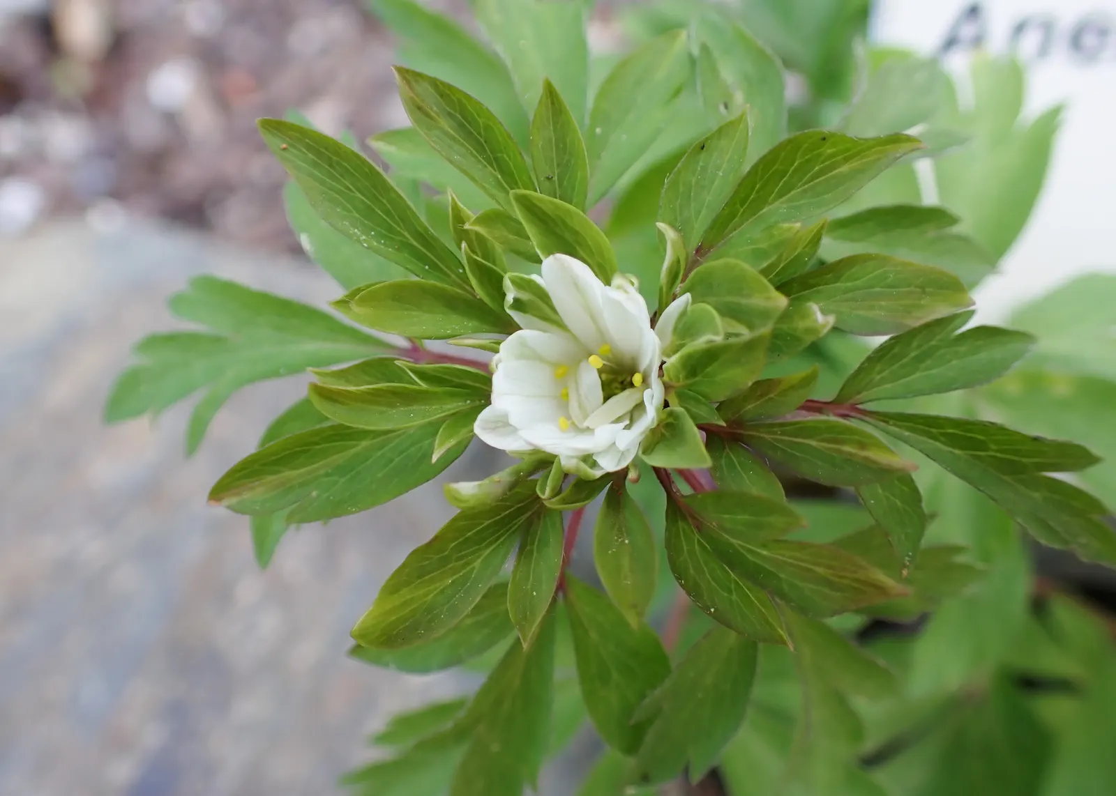 Wood Anemone (Anemone Nemorosa) — Adequate moisture is essential during growth periods; often with a hint of blue or pink on the reverse, image 95