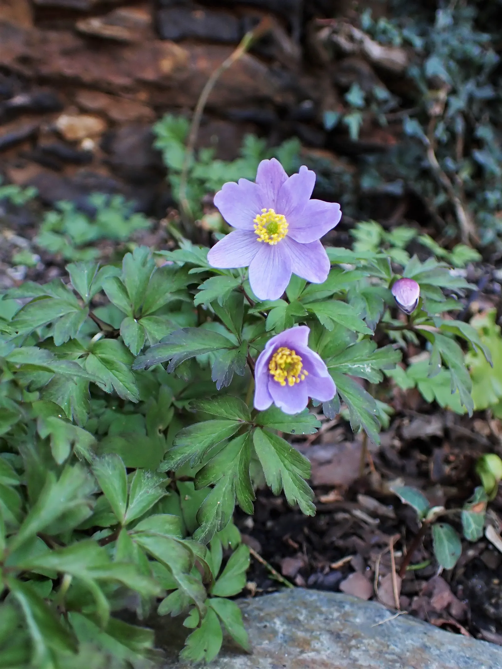 Wood Anemone (Anemone Nemorosa) — surrounding a central cluster of yellow stamens.<br><br>Preferring dappled sunlight; expect a flush of starry, image 117