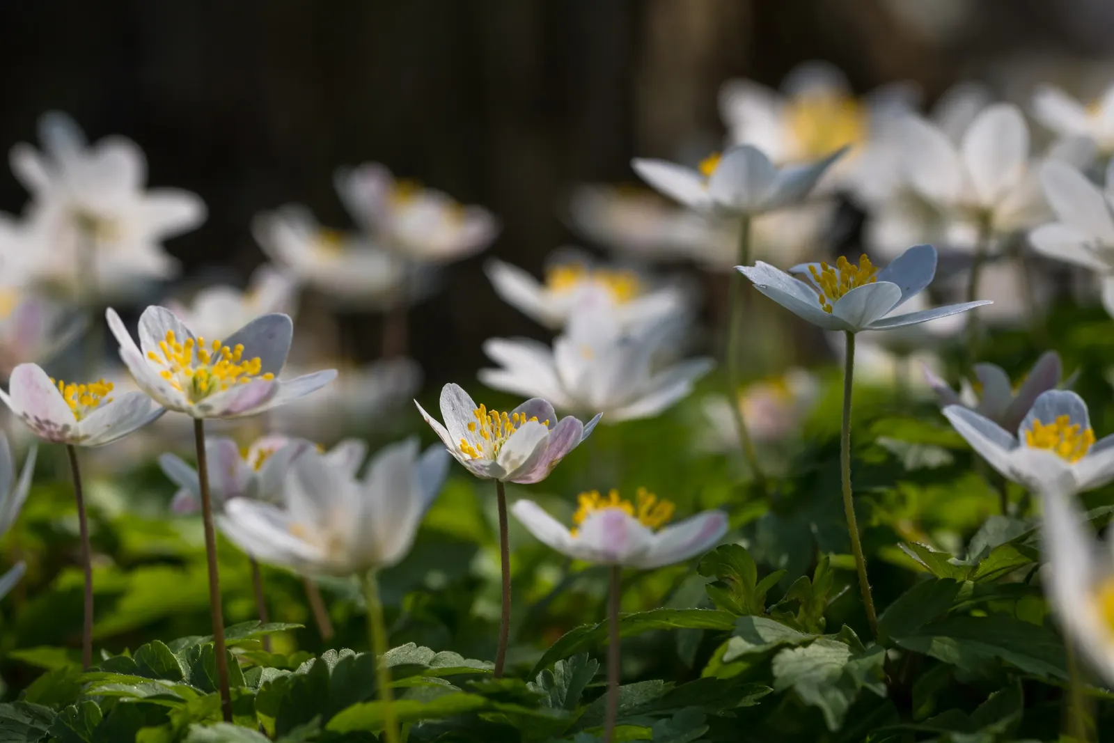 Wood Anemone (Anemone Nemorosa) — forming impressive drifts; ground cover / perennial for full or half or shade, image 175