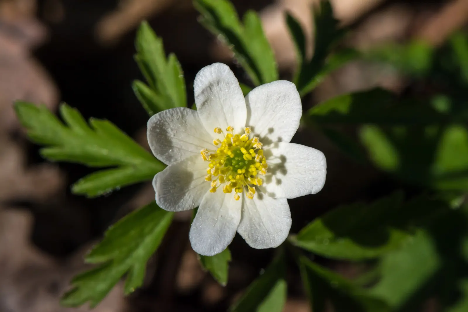 Wood Anemone (Anemone Nemorosa) — each presenting with six to seven white petals; retreating underground until the following spring, image 167