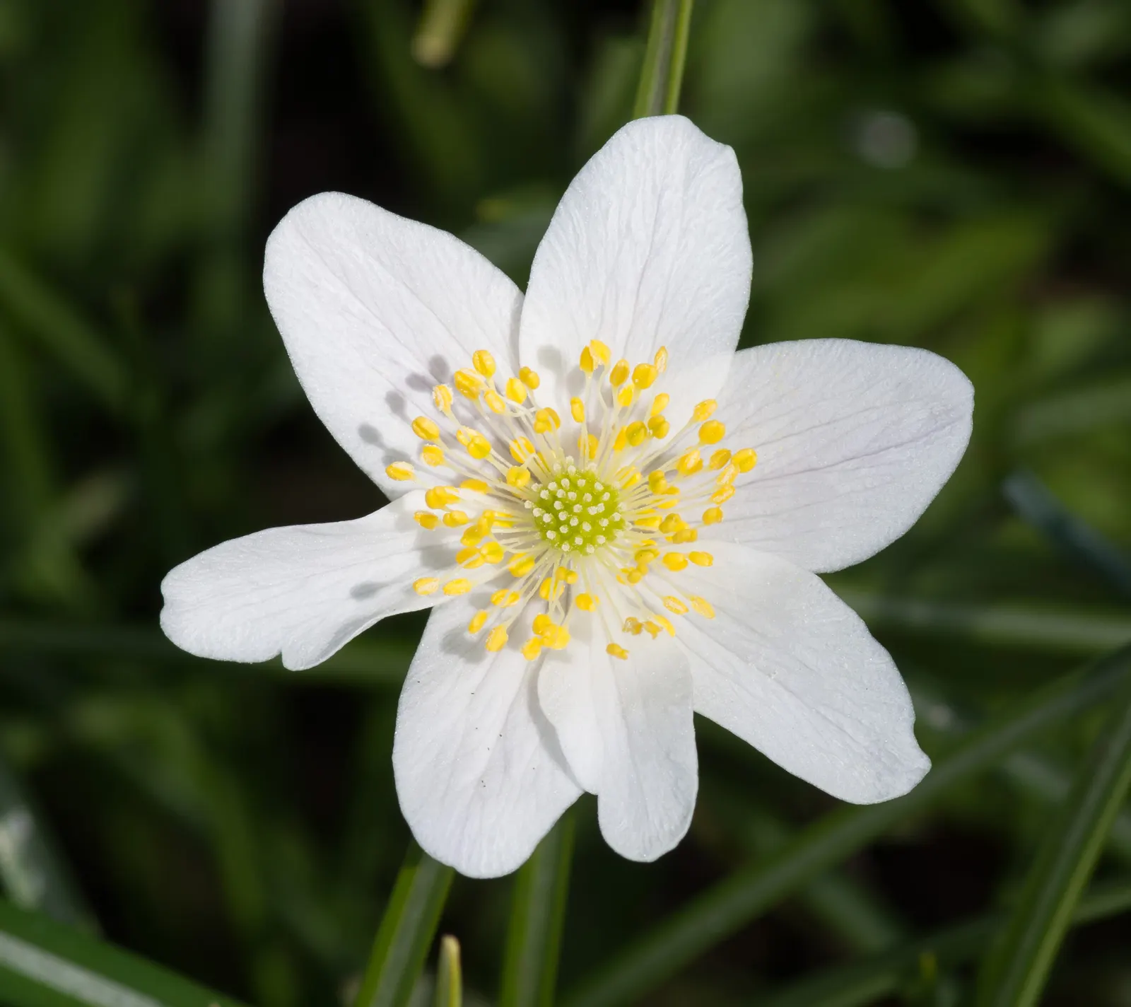 Wood Anemone (Anemone Nemorosa) — blue and pink and white flowers in the garden; the plant exhibits deeply lobed leaves that create a lush, green, image 154