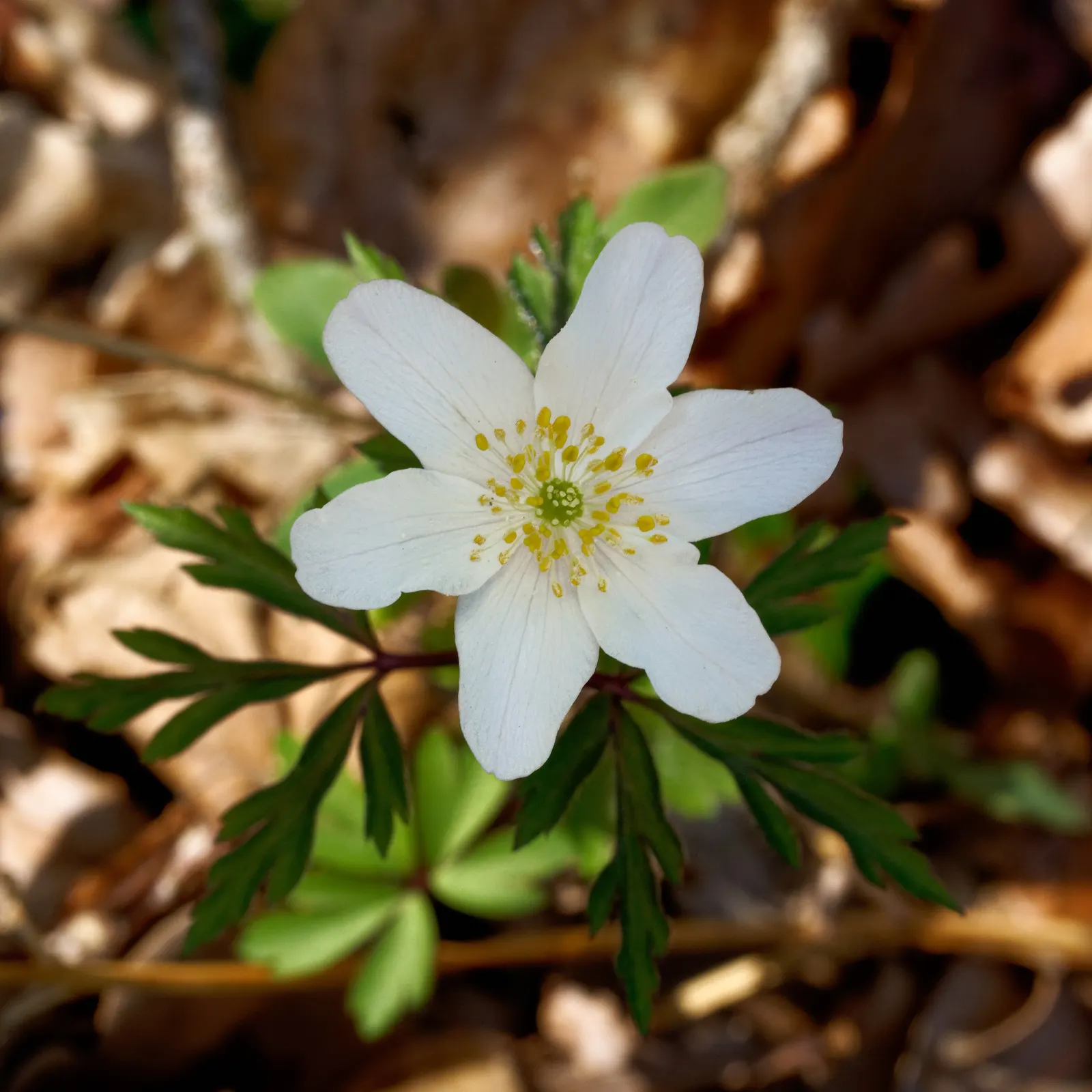 Wood Anemone (Anemone Nemorosa) — ground cover / perennial for full or half or shade; thus planning companion plantings that will sustain visual, image 78