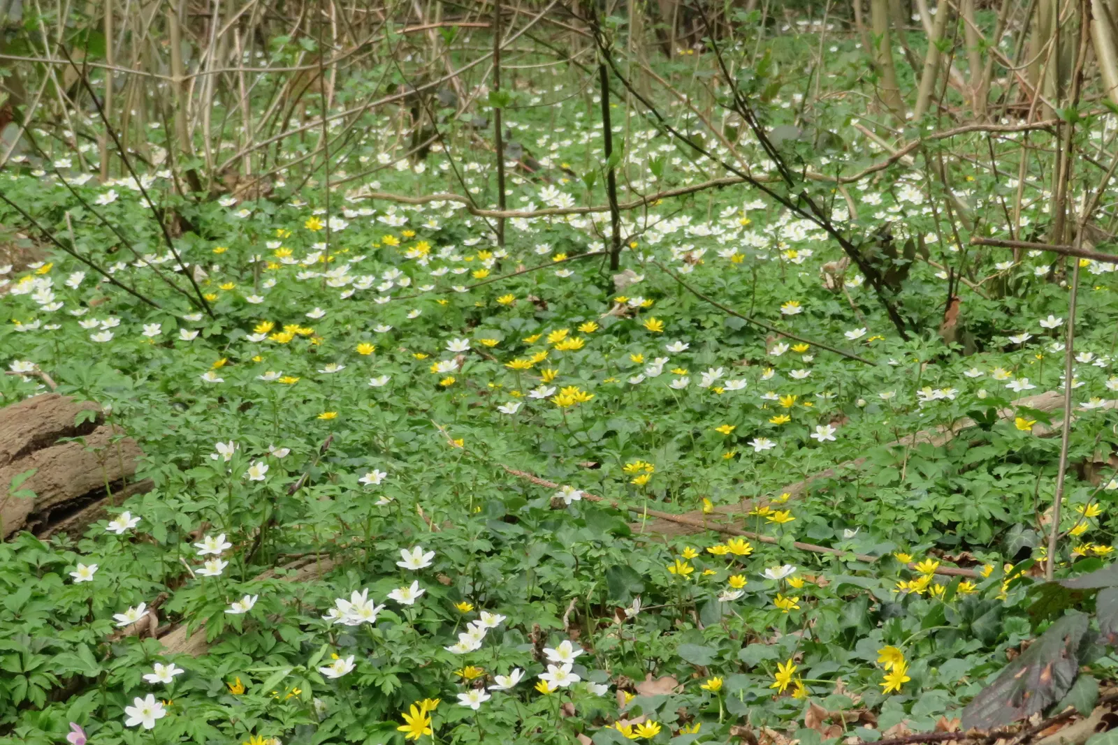 Wood Anemone (Anemone Nemorosa) — retreating underground until the following spring
