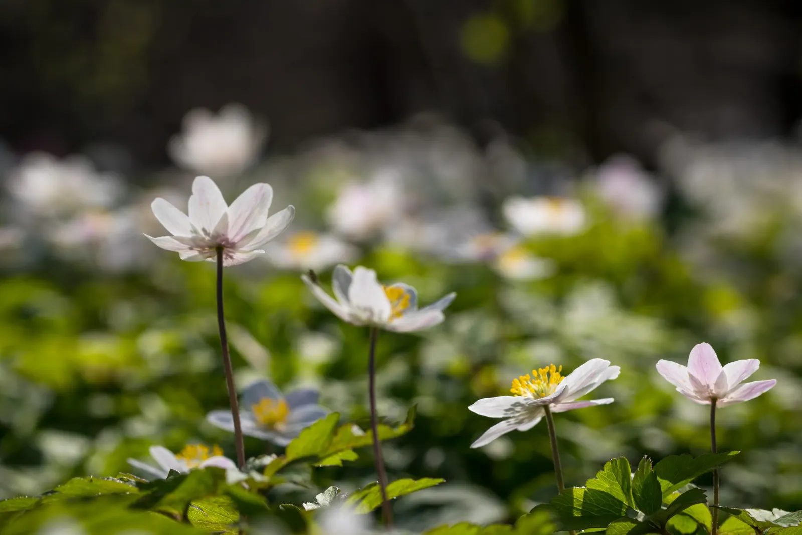 Wood Anemone (Anemone Nemorosa) — humus-rich soil that emulates the leaf-litter found in its natural forest floor habitat