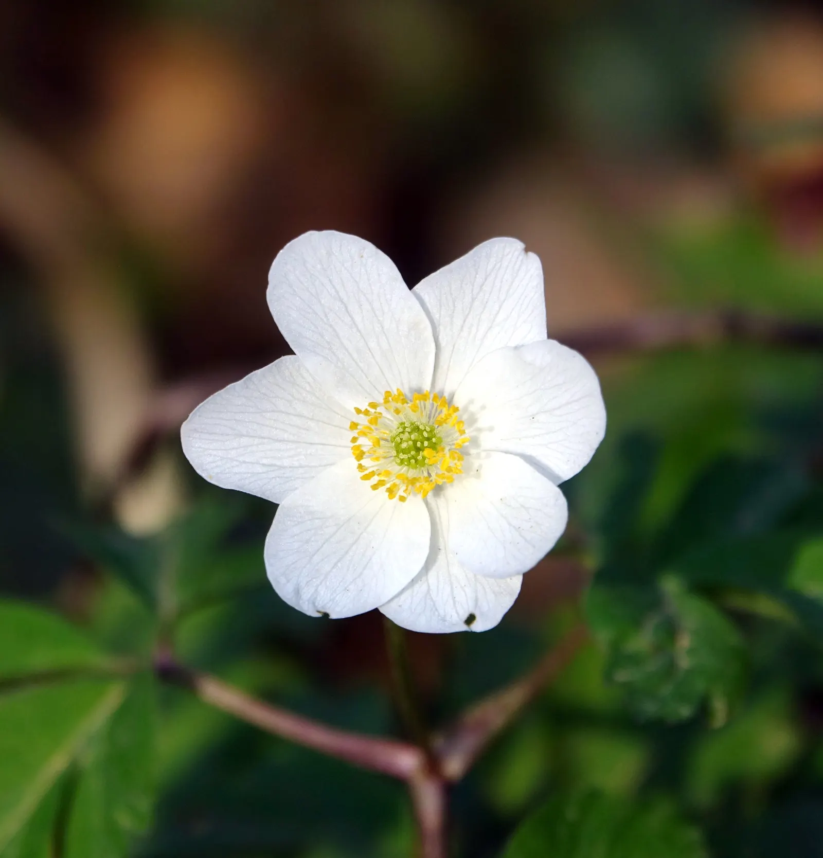 Wood Anemone (Anemone Nemorosa) — the plant will go dormant; anemone nemorosa requires well-draining, image 177