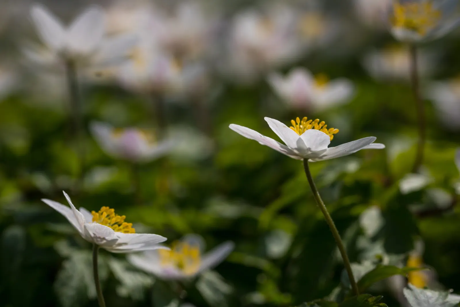 Wood Anemone (Anemone Nemorosa) — This perennial grows to about 4-8 inches in height, spreading via rhizomes to form a carpet of foliage; each, image 158